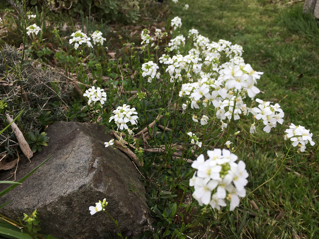 Arabis ferdinandi-coburgii